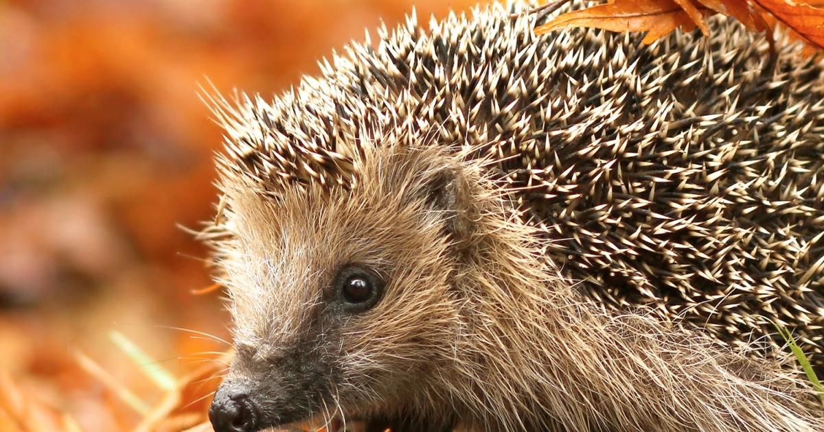 Igel im Garten entdecken und helfen